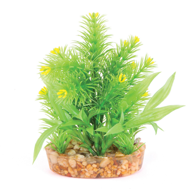 Kazoo Combo Bush with Yellow Flowers Small