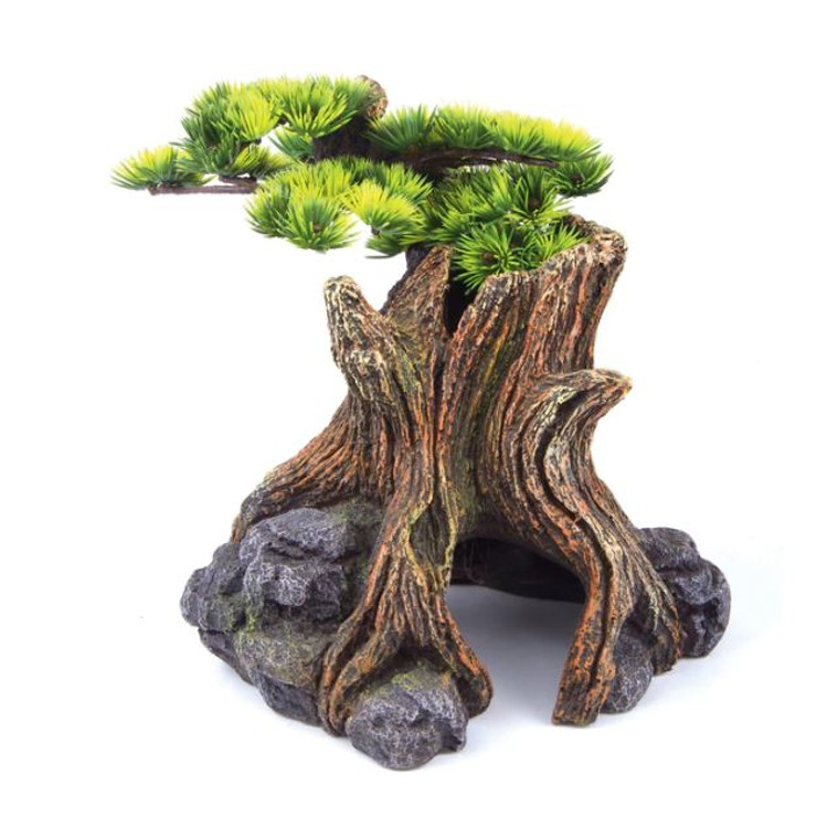 Kazoo Bonsai Plant Large