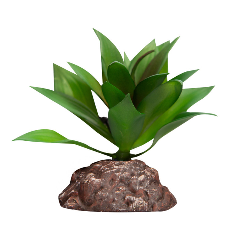 Reptile One Mini Echeveria Red Green With Ceramic Base