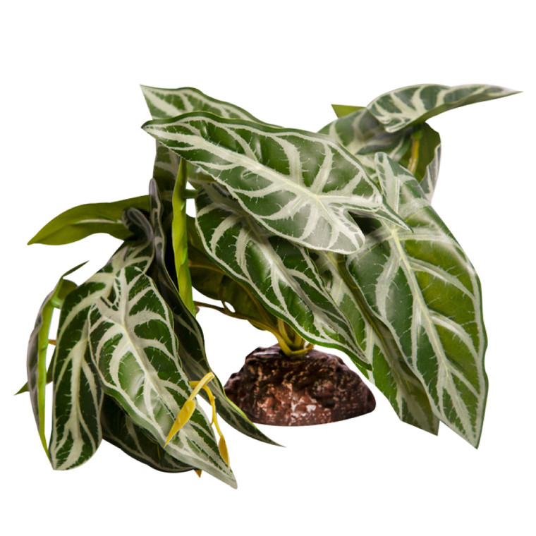 Reptile One Alocasia Green With Ceramic Base