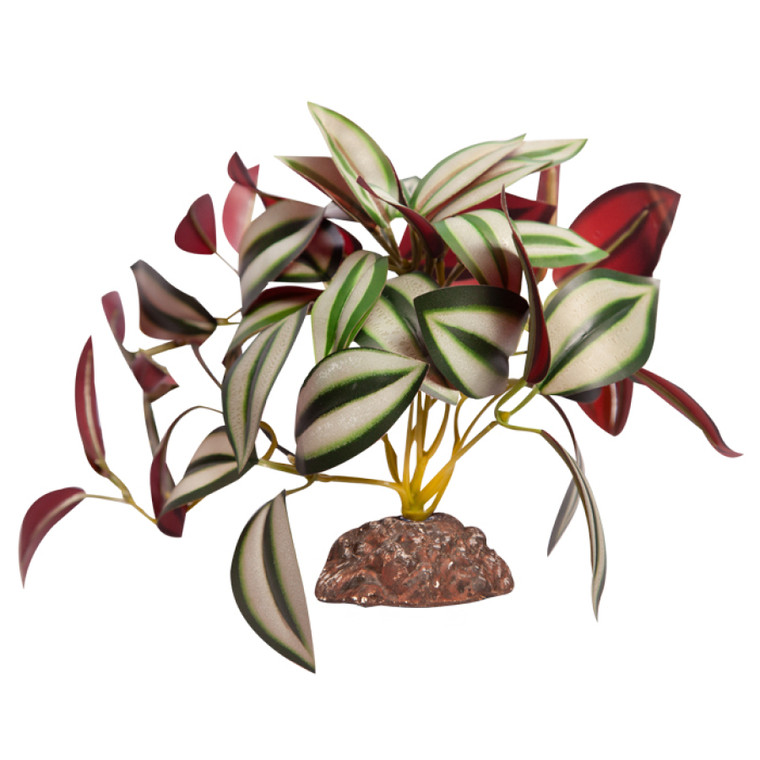 Reptile One Tradescantia Green Silver With Ceramic Base