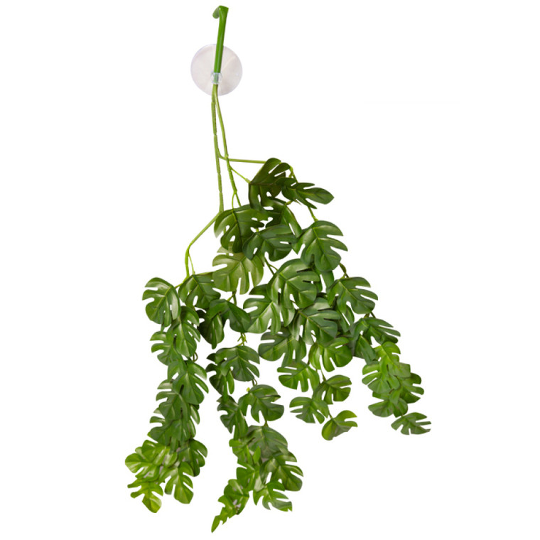 Reptile One Hanging Plant Rhaphidophora Green With Suction Cup