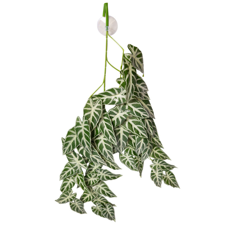 Hanging Plant Alocasia Green With Suction Cup