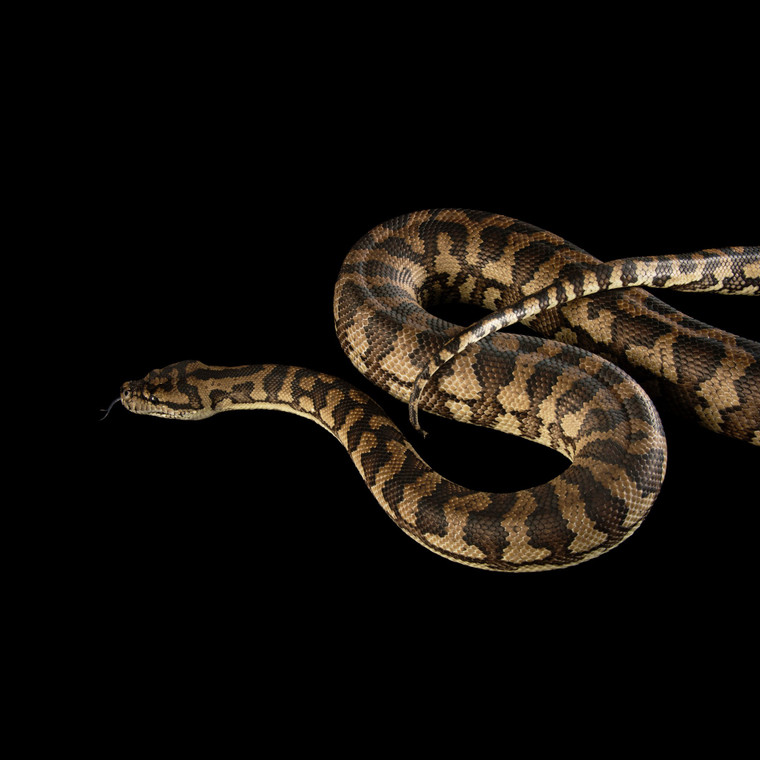 Eastern Carpet Python - Morelia Spilota Mcdowelli
