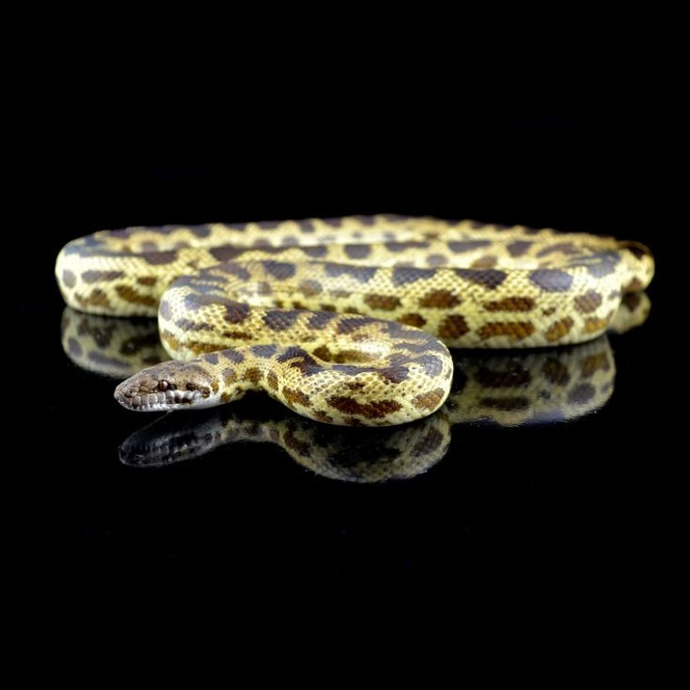 Eastern Small Blotched Python - Antaresia Maculosa