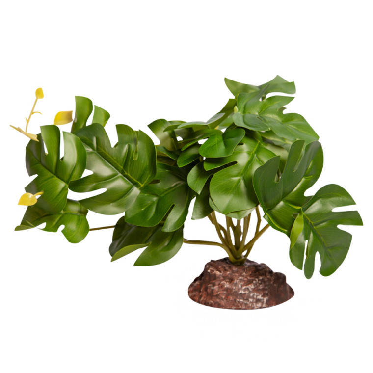 Reptile One Rhaphidophora Green With Ceramic Base