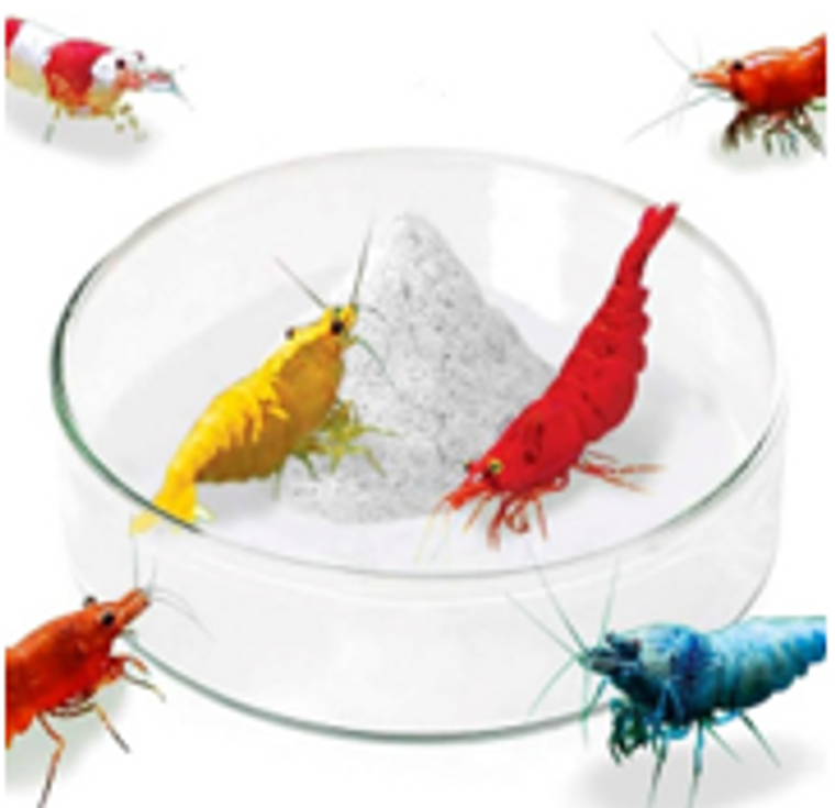 Glass Shrimp Feeding Dish