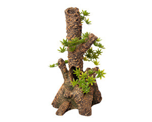 Aqua One Ornament Umbrella Pine Stump Small 12.5wx13.5dx23.5cmh