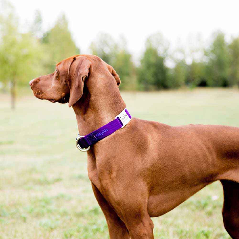 DogIDs Rivet-On Dog Collar Name Plate - Stainless Steel Pointer Dog Design, Fits 3/4 Inch Collars