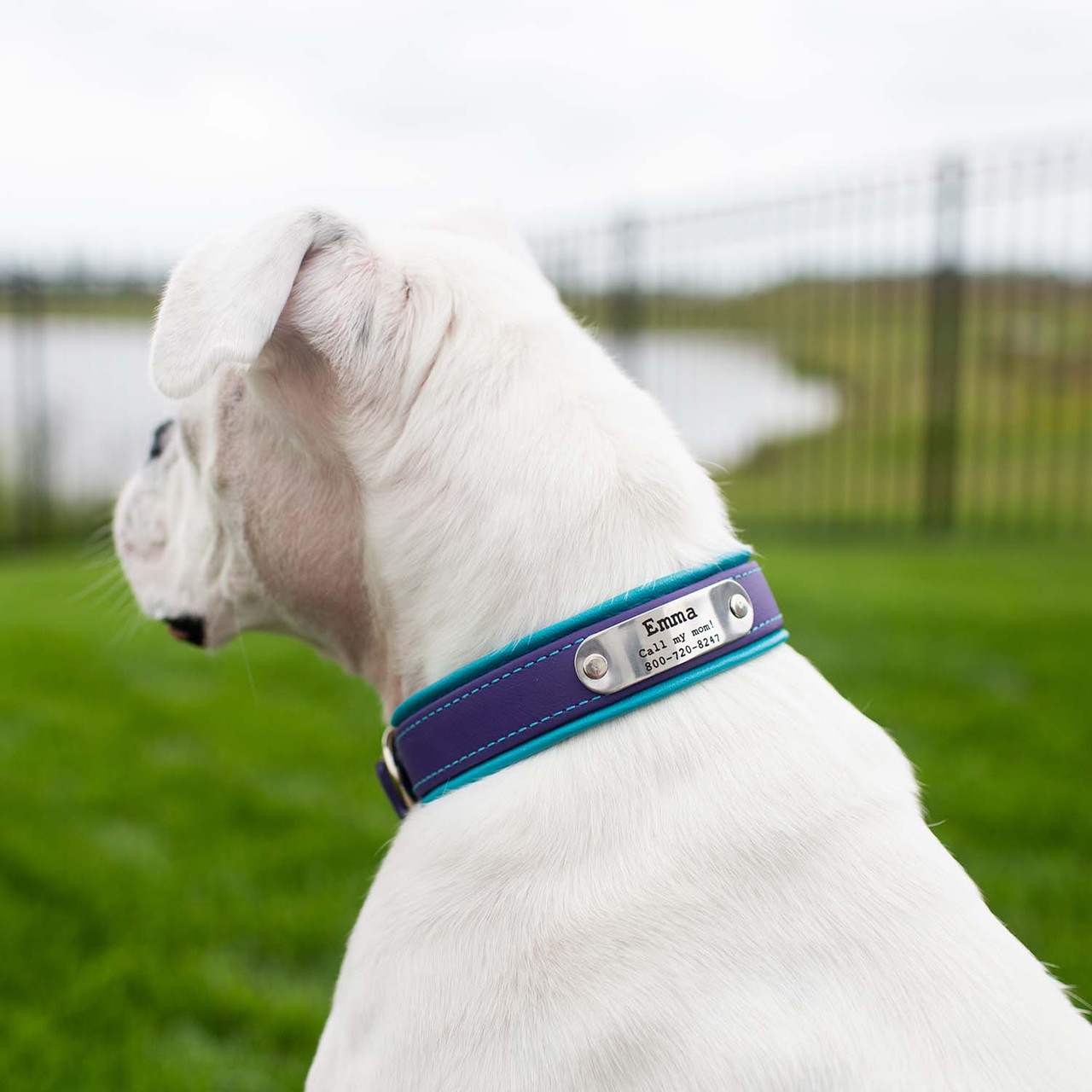 GD™ - Reflective Leather Dog Collar with Costomized Name Tag – CCL
