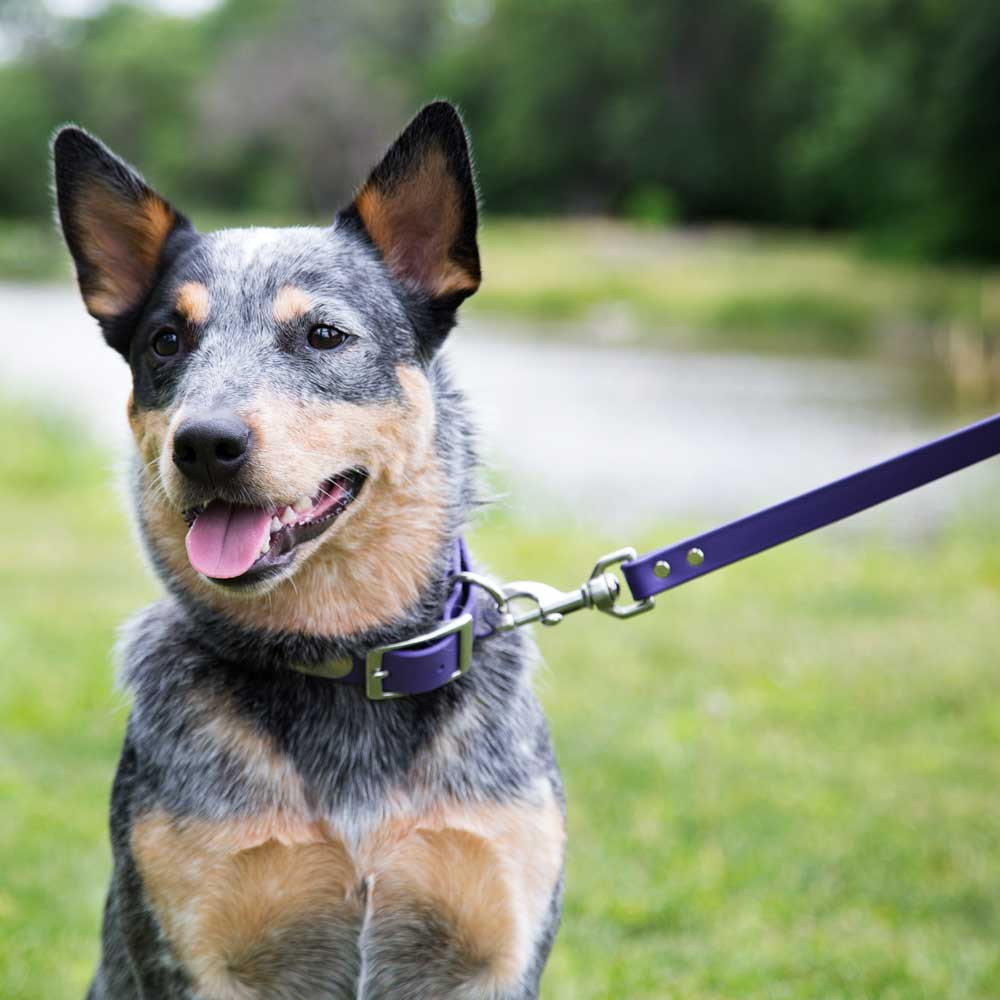 Waterproof Dog Leash With Rubber Grip | dogIDs