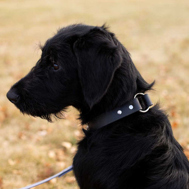 waterproof-safety-collar-black