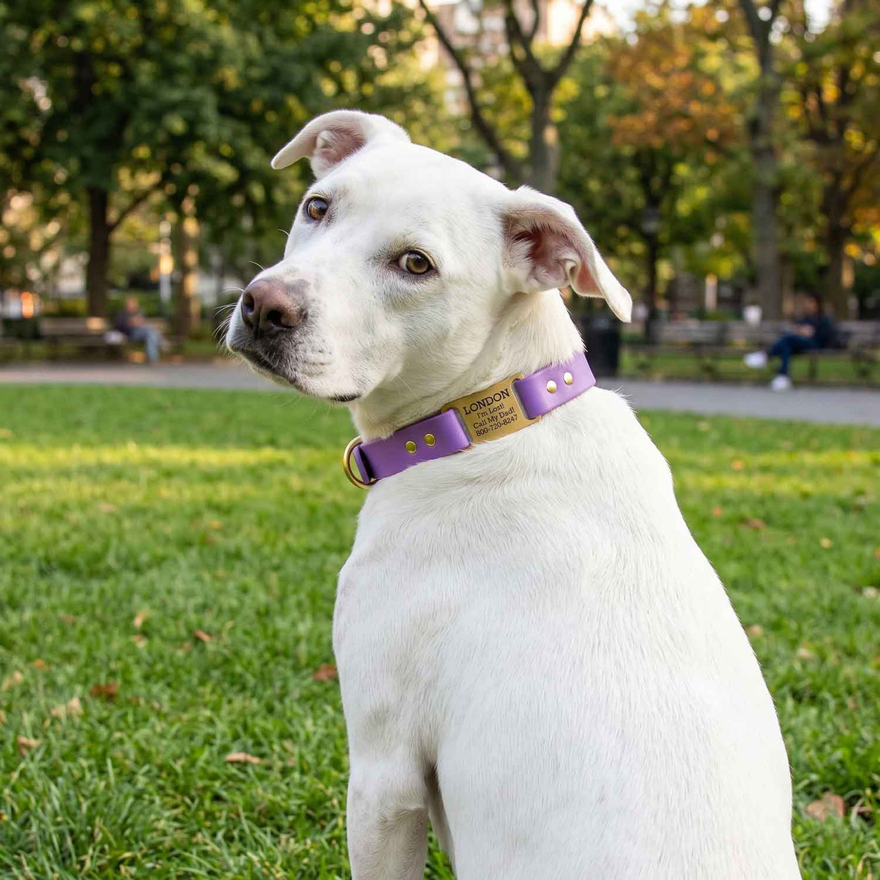 Waterproof ScruffTag Collar with Brass Hardware | dogIDs