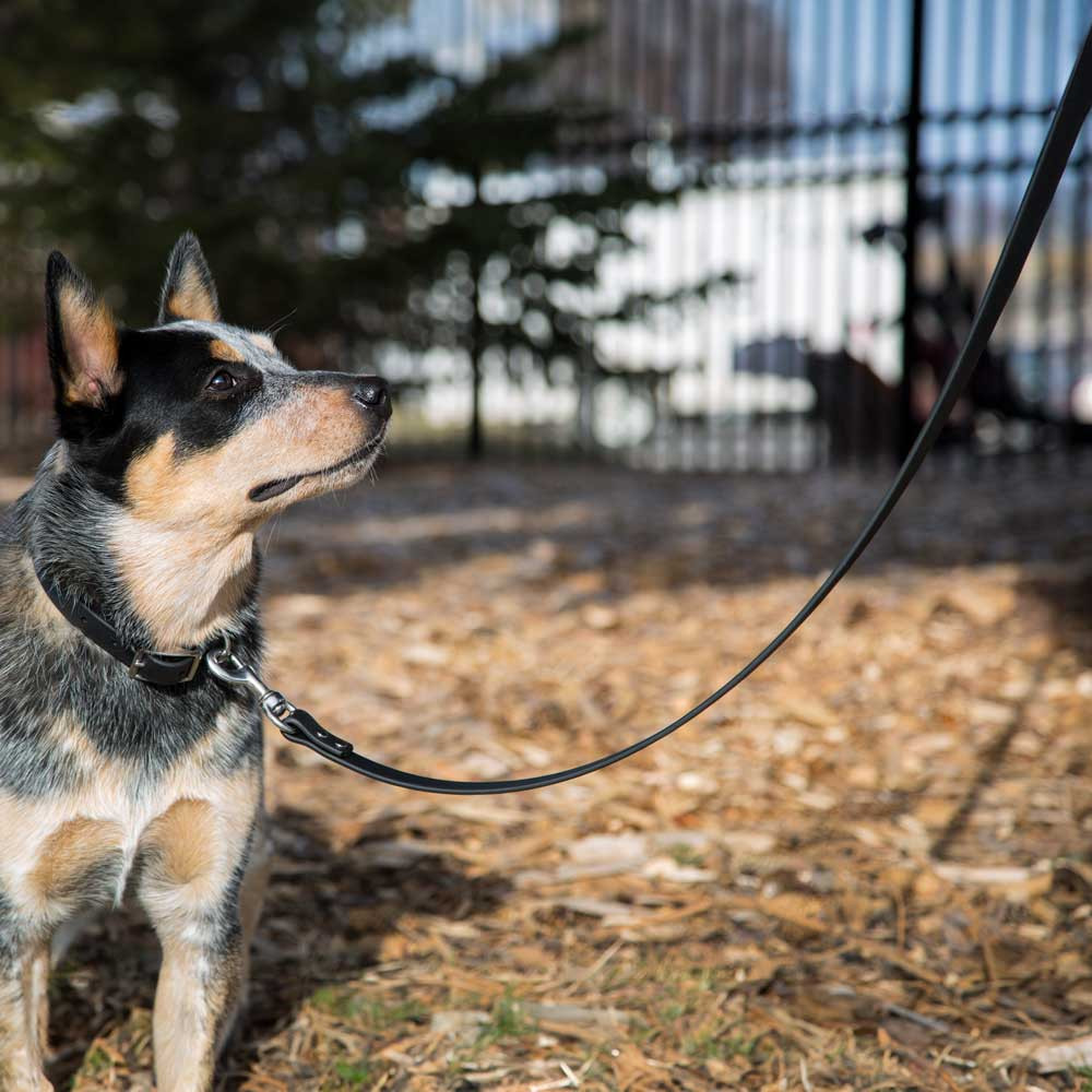 Waterproof Dog Leash With Rubber Grip | dogIDs