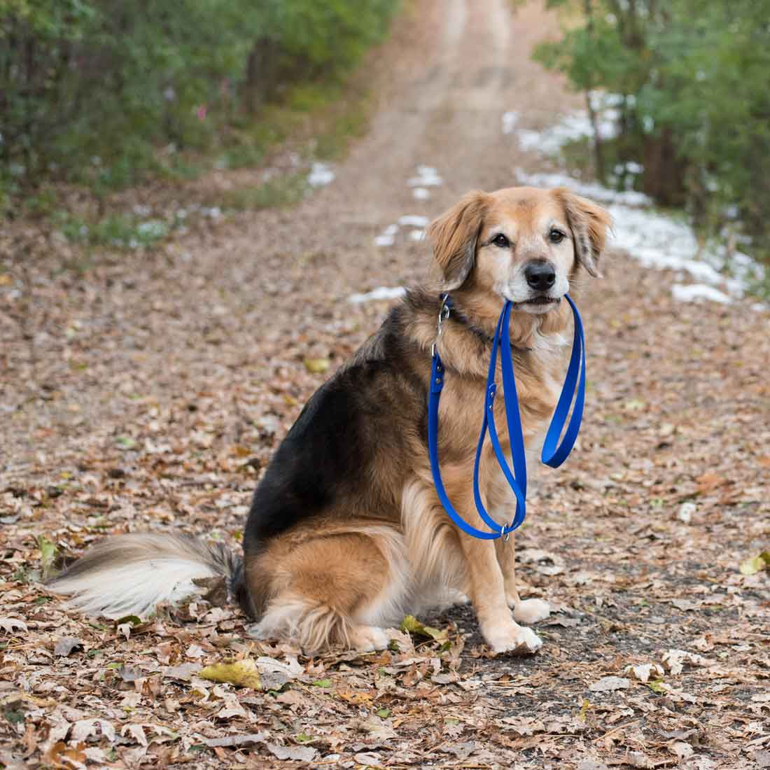 Waterproof Dog Leash With Rubber Grip | dogIDs