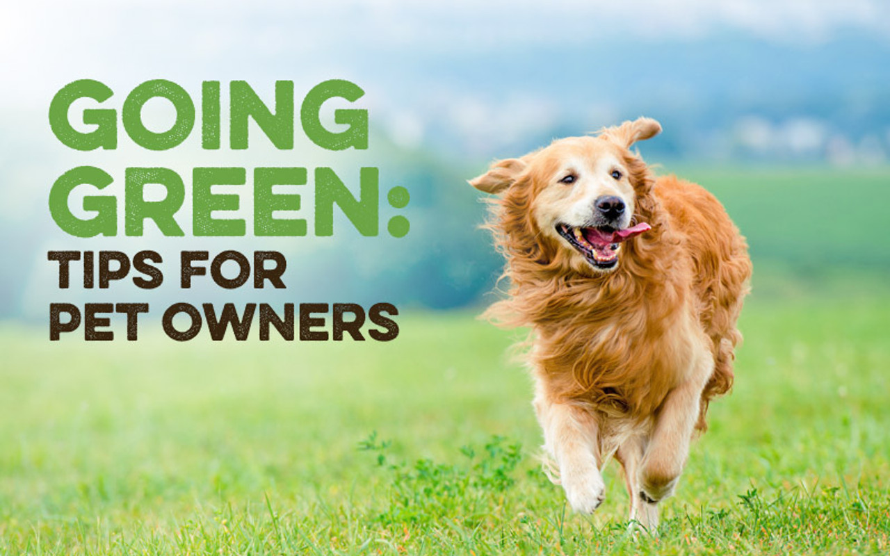 Going Green Tips for Pet Owners dogIDs