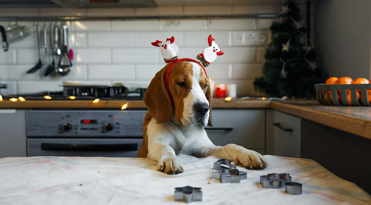 5 Fantastic Dog Treat Recipes For the Holidays