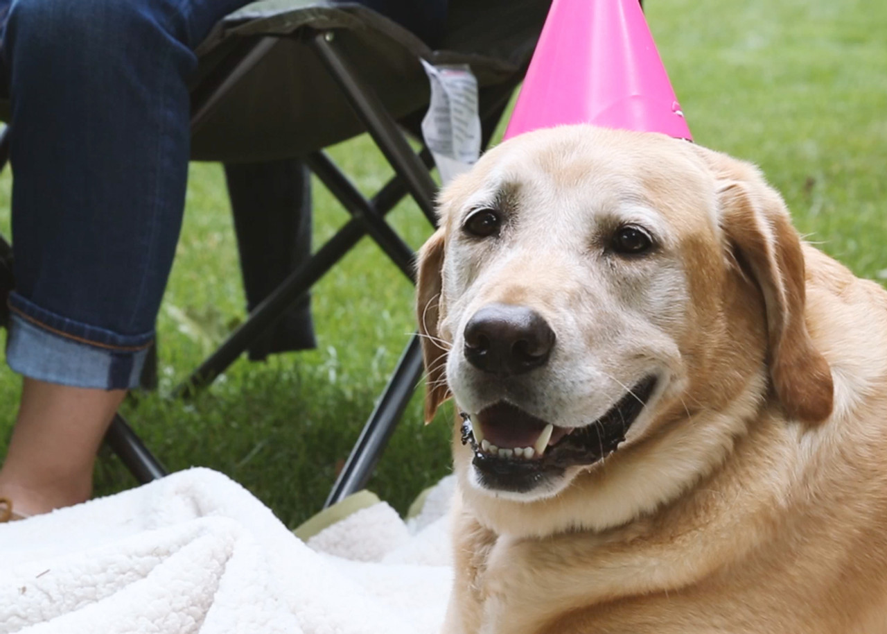 Ain't No Party Like A Puppy Party!