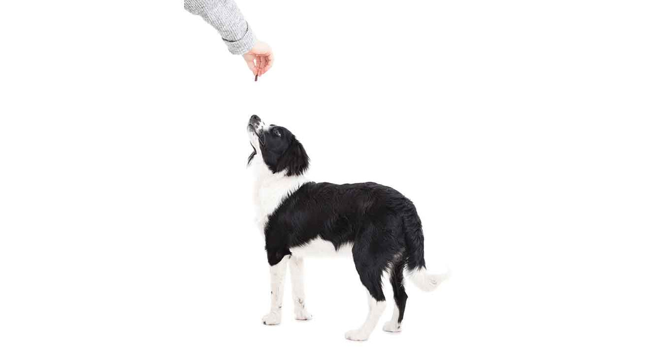 How to Teach a Dog to Take Treats Gently