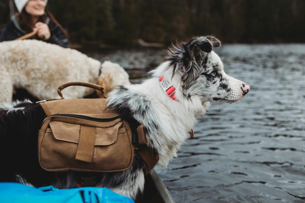 11 Tips for Camping with Your Dog