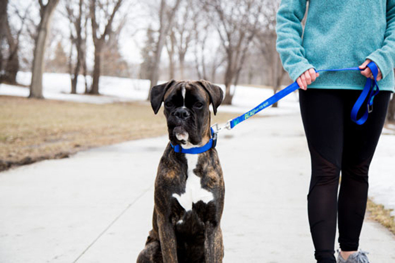 What Is the Best Dog Leash for Your Dog? dogIDs