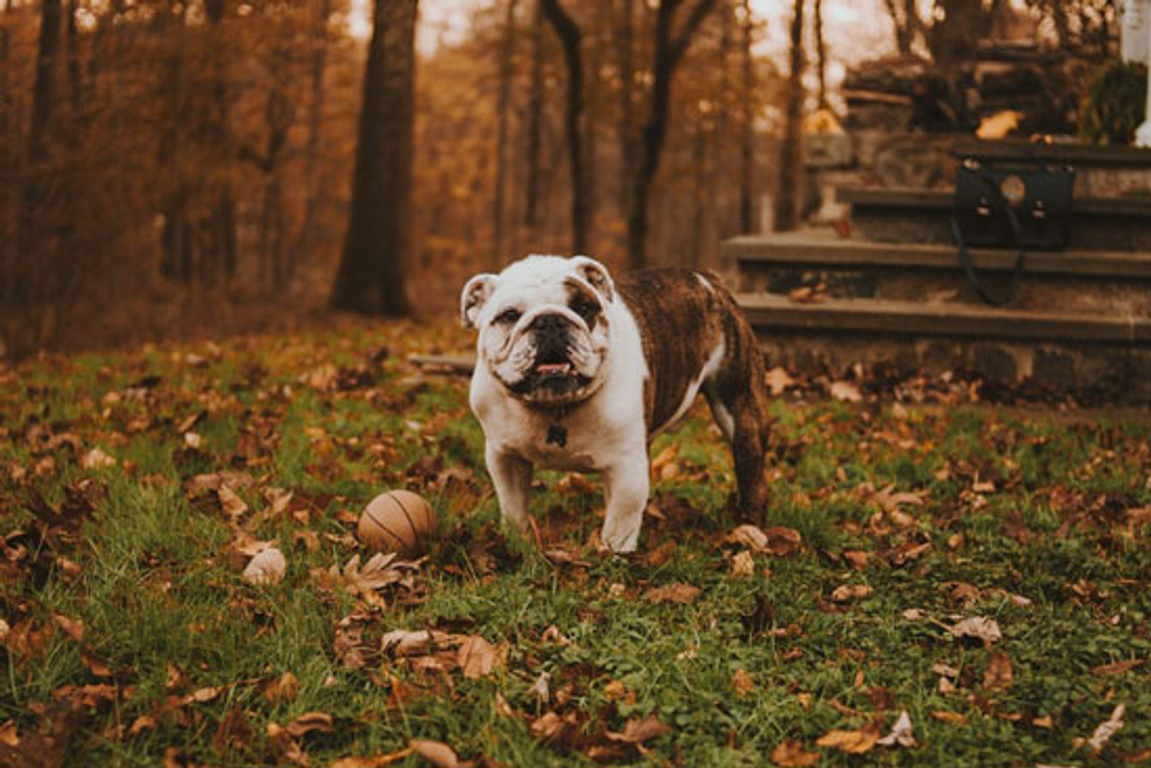 Can Dogs Eat Butternut Squash?