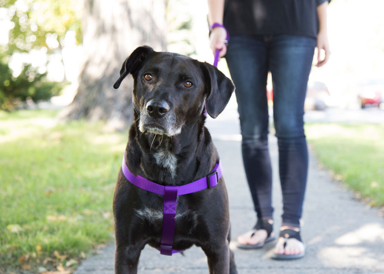 How To Put On A Dog Harness Correctly