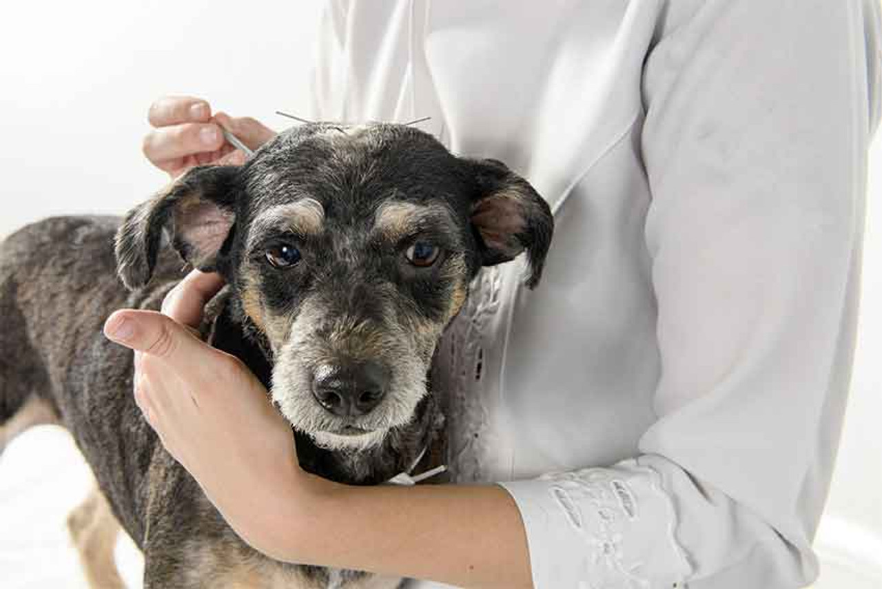 How Can Acupuncture Help My Dog?