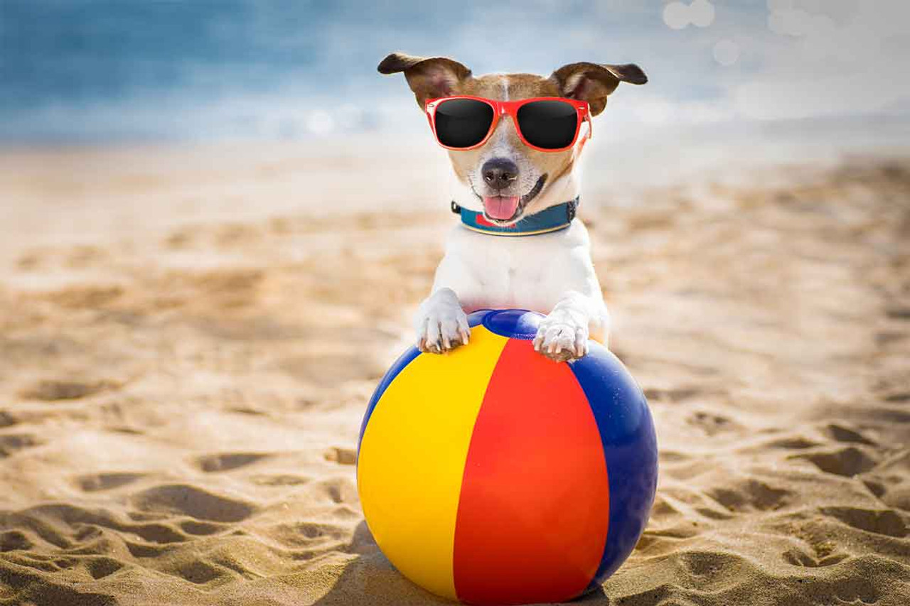 The Best Summer Vacation for You and Your Pup