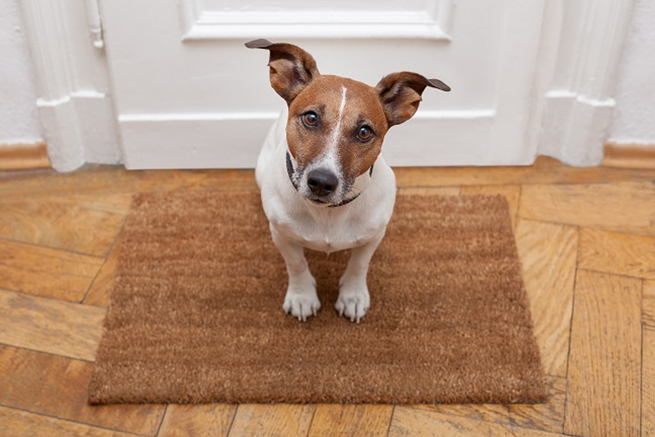 How to Keep Your Dog Calm When Guests Arrive
