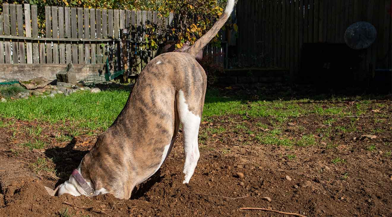 How to Stop a Dog From Digging in the Yard