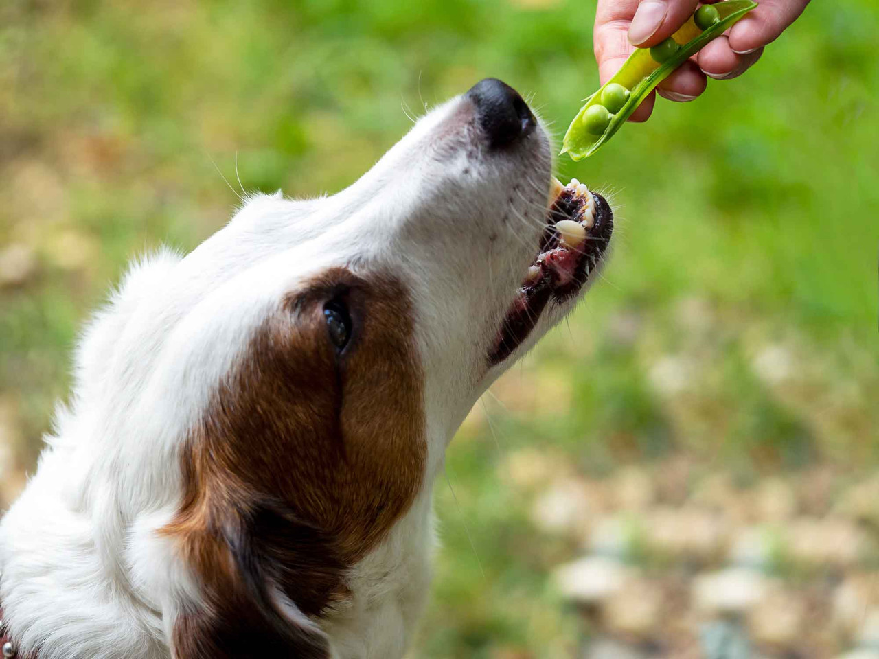 Can Dogs Eat Peas and What are the Benefits?