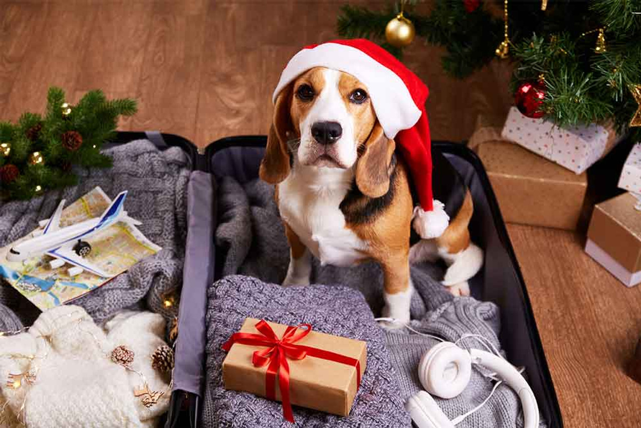 How to Travel With A Pet During The Holidays