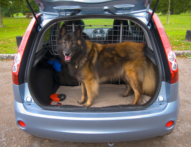How to Keep Your Dog Safe in the Car dogIDs