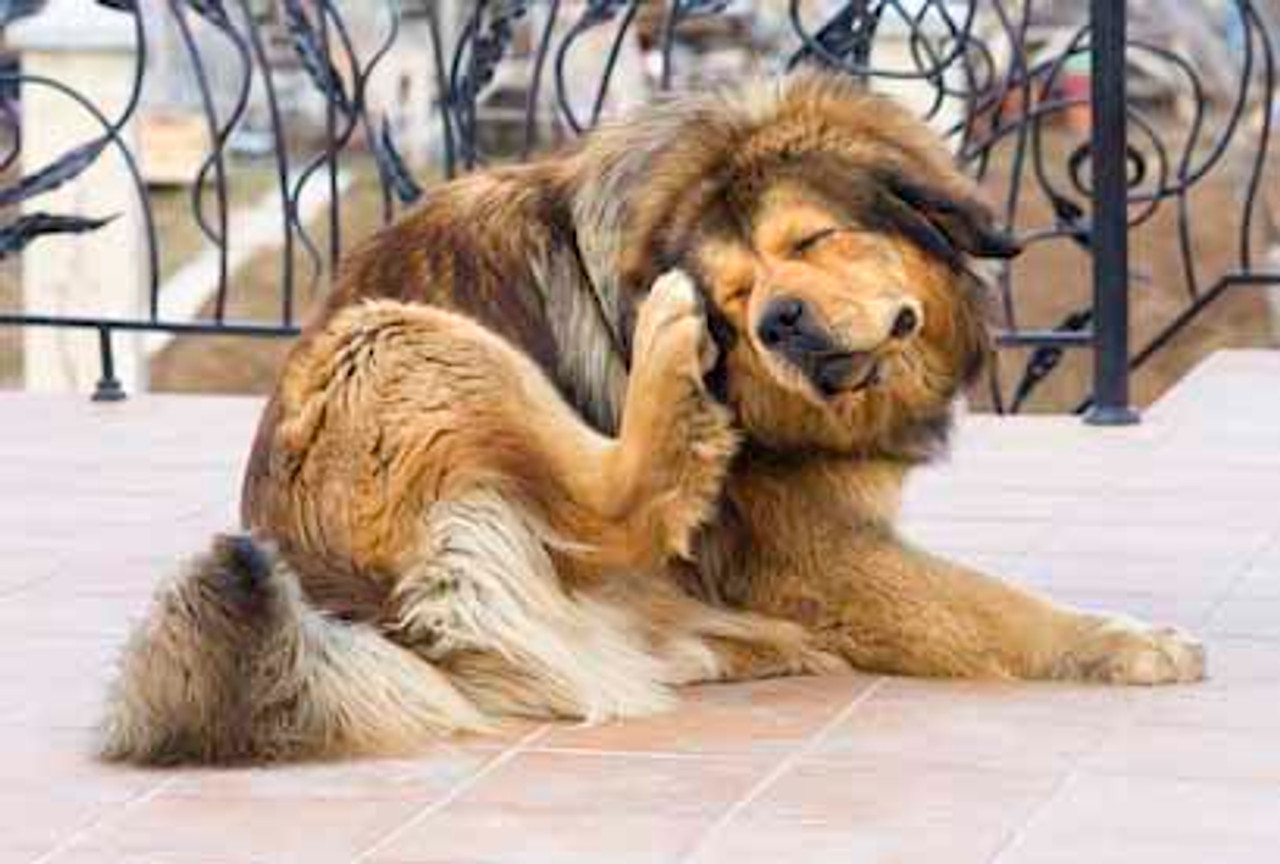 5 Home Remedies for Itchy Skin on Dogs