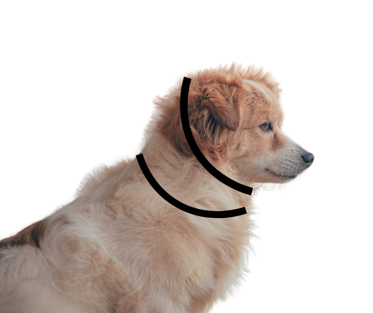 How to Measure Your Dog for a Collar dogIDs