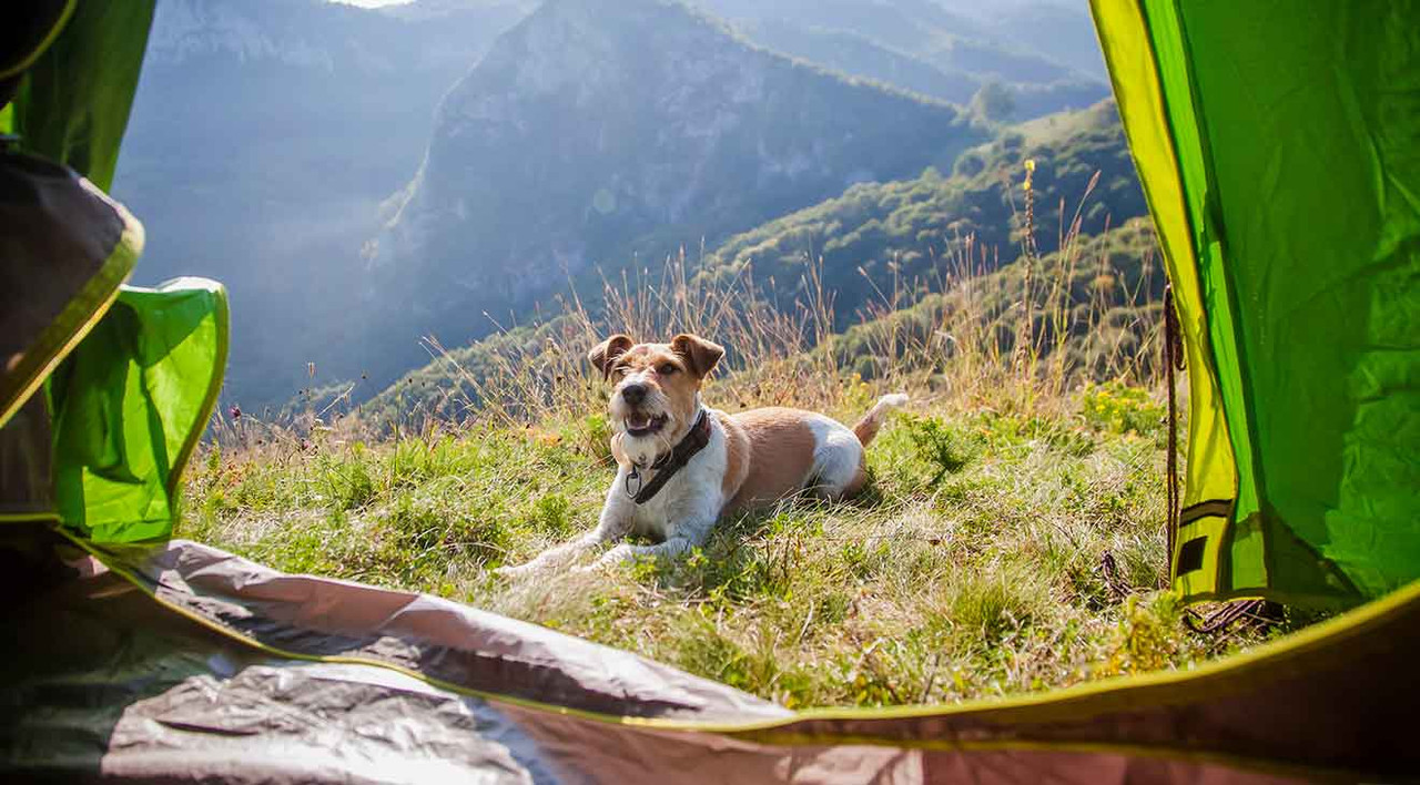7 Tips for Taking Your Dog Camping dogIDs