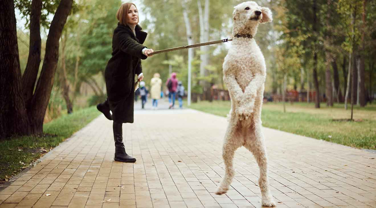 The Best Dog Collars for Pulling dogIDs