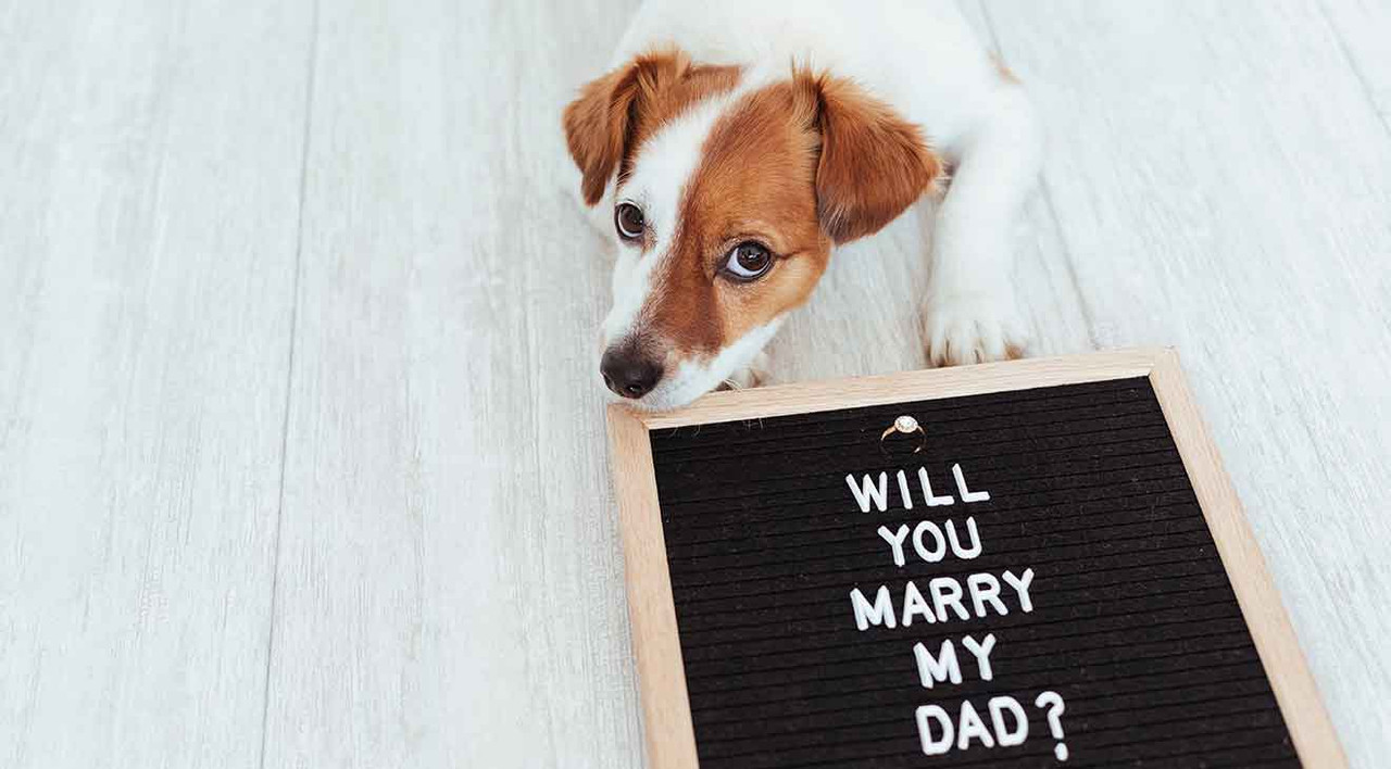 How to Do a Marriage Proposal With Your Dog