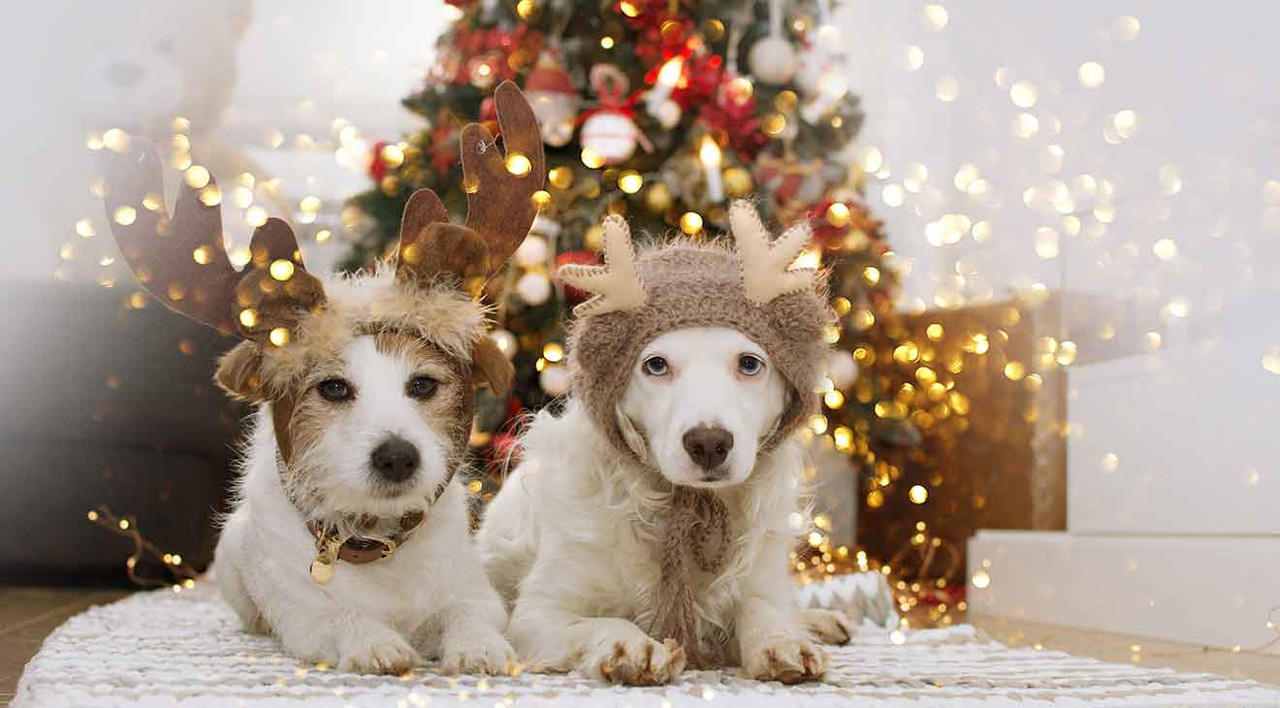 Dog Friendly Holiday Decorations