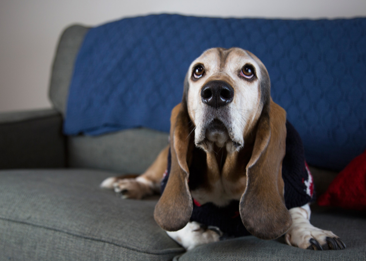 Dogs In The Office: Why Every Office Needs Them