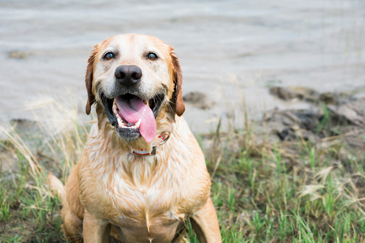 4 Tips to Get Your Dog Ready for Warmer Seasons