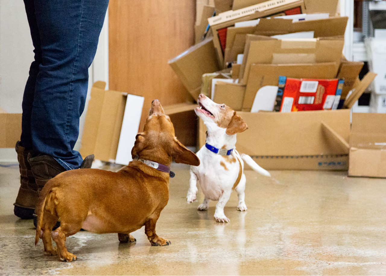 Observations from Intern in a Dog-Friendly Office