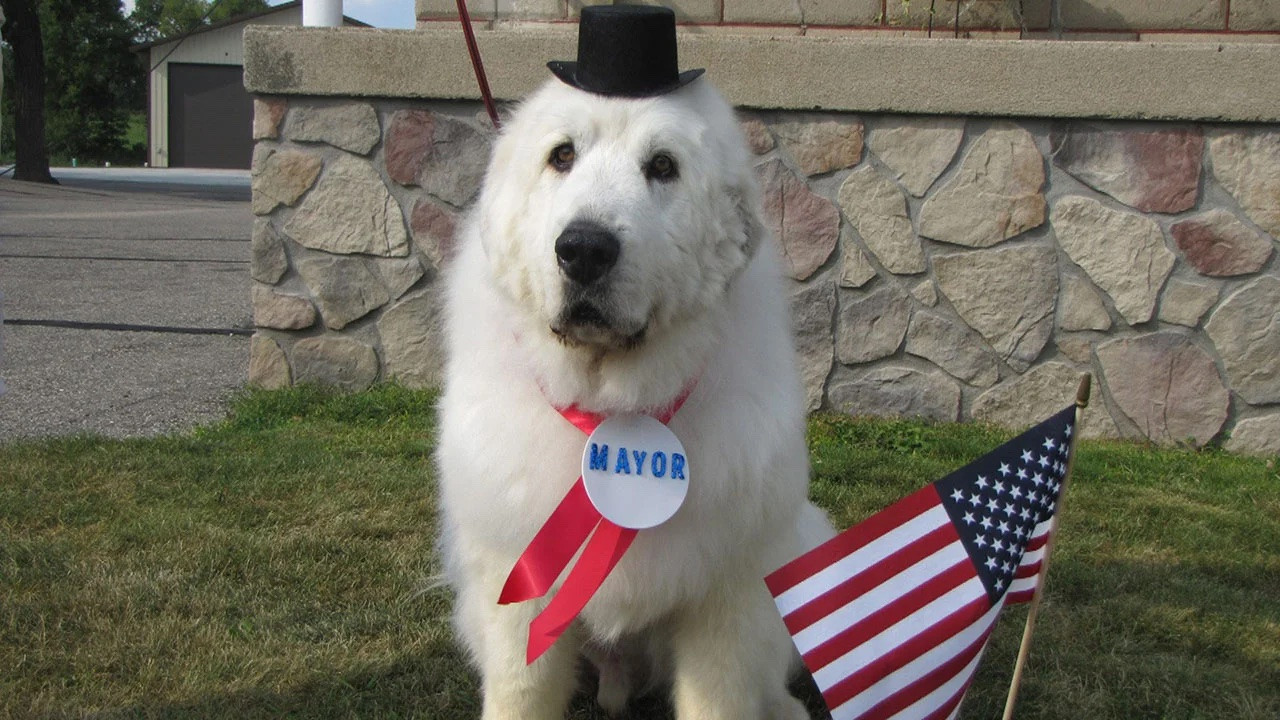 Local Dog Elected Mayor...What a Time to be Alive!