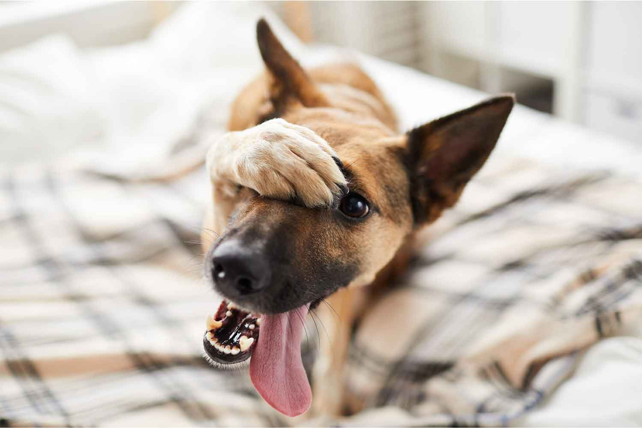 You Won’t Believe These Embarrassing Dog Stories!