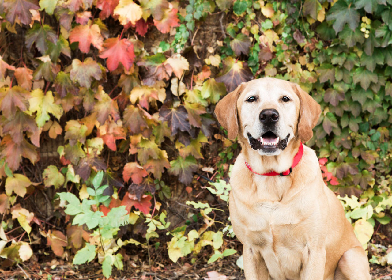 Where to find dogIDs in the Fargo area