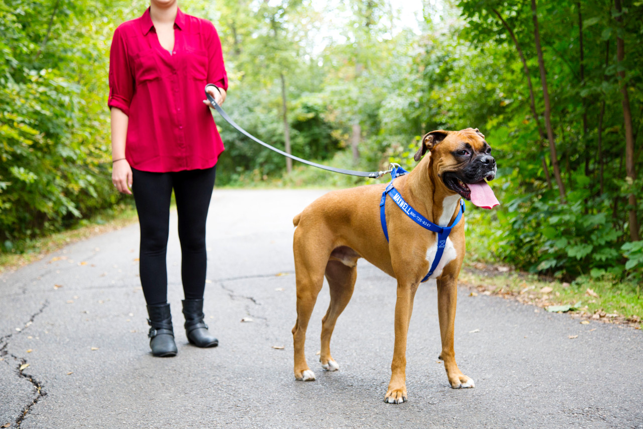 How to Get a Puppy Used to Walking on a Leash dogIDs