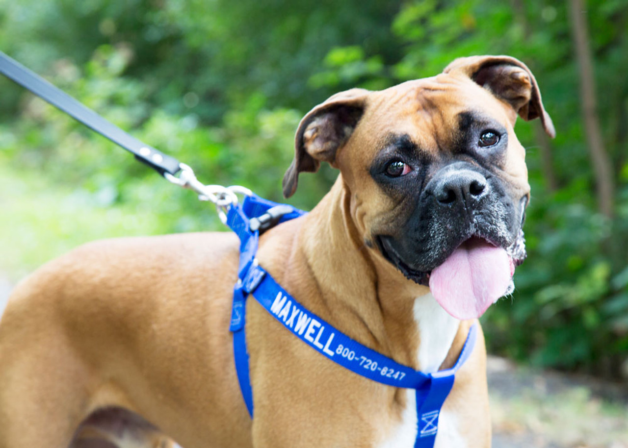 When is it Safer to Use a Harness for Your Dog?