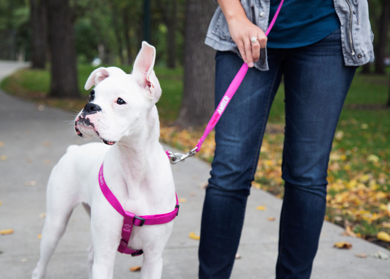 Harness vs Collar Which Is Best For Your Dog? dogIDs