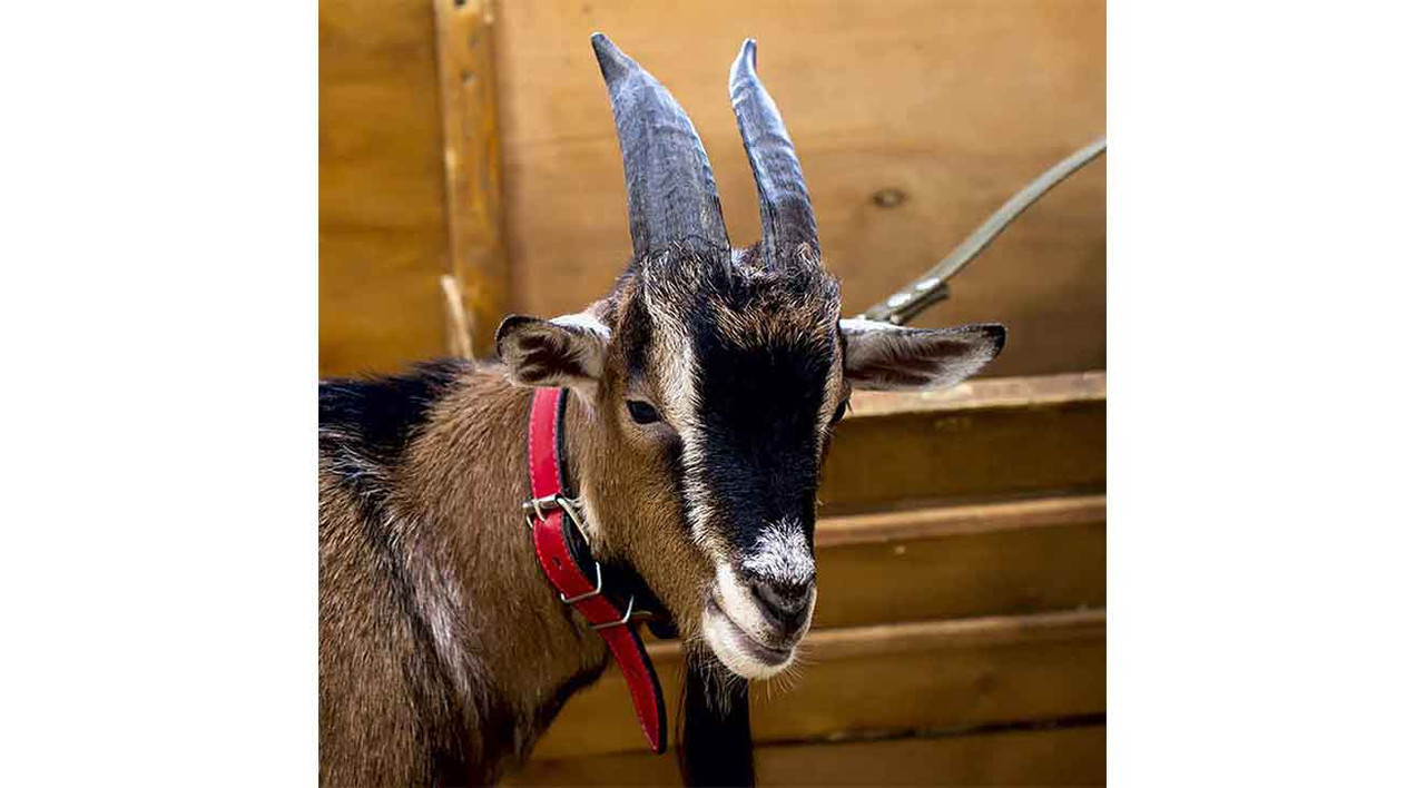 What Collar is Best for My Goat? dogIDs
